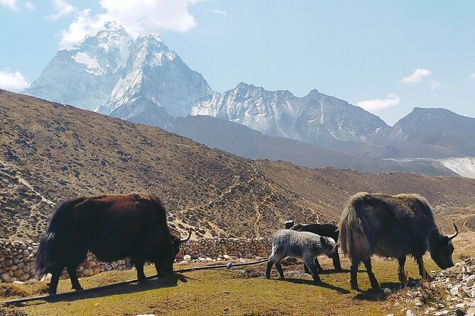 Yak Trekking to the Roof of the World: A Journey to Mount Everest - Acclimatization and Altitude Challenges