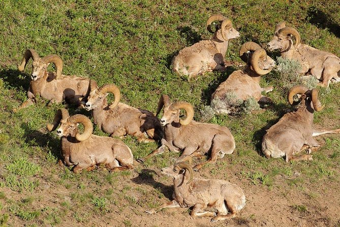 Yellowstone Custom Wildlife and Nature Tour - Traveler Reviews