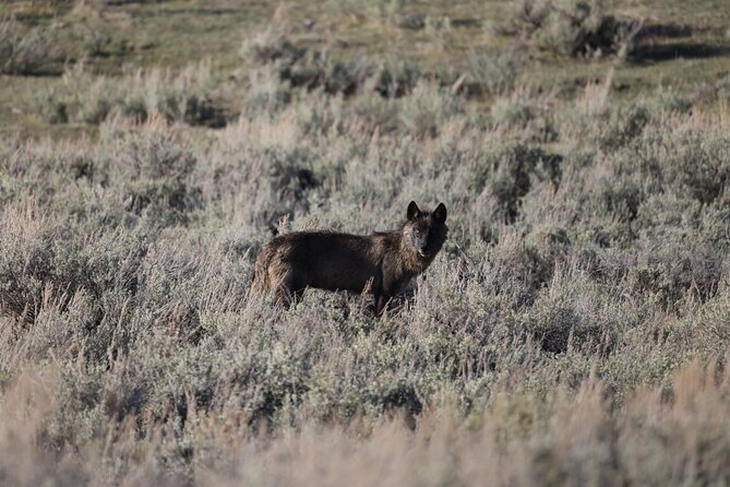 Yellowstone Full-Day Upper Loop With Wildlife Adventure W/Lunch - Safety and Regulations