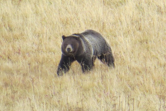 Yellowstone National Park - PRIVATE Full-Day Lower Loop Tour From Jackson Hole - Customer Support