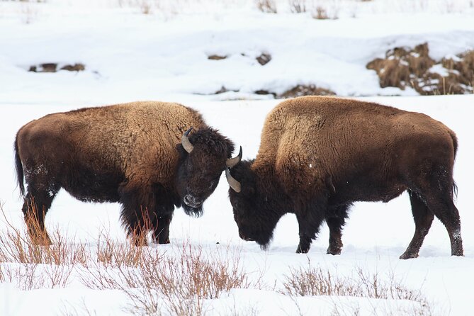 Yellowstone Snowshoe Safari From Bozeman - Private Tour - Wildlife Encounters