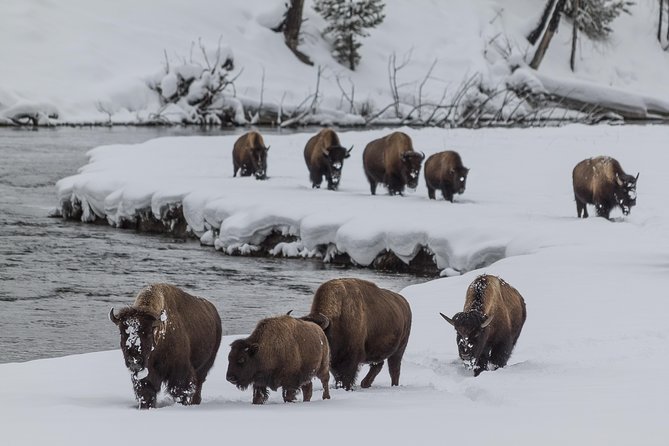Yellowstone Winter Wildlife 4-Day Tour  - Gardiner - Traveler Resources Access