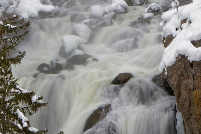 Yellowstone Winter Wildlife, Mammoth Hot Springs Private Tour  - Bozeman - Winter Activities Offered