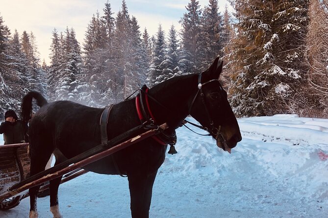 Zakopane & Sleigh Ride With Bonfire - Group Tour From Kraków - Pickup Information