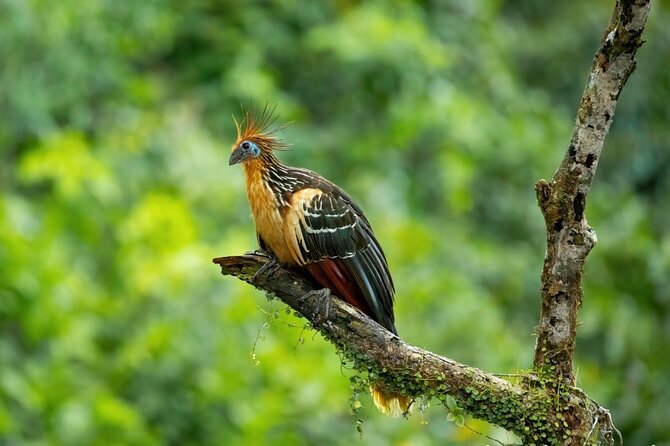4-Day Cuyabeno Amazon Adventure: Bird Watching, Wildlife, Hiking, Kayaking - Tour Highlights