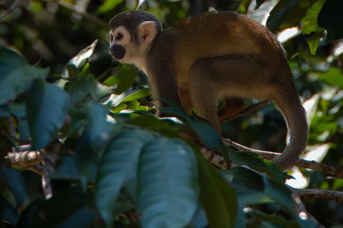 4-Day Excursion to Ecuador's Cuyabeno Wildlife Reserve  - Nueva Loja - Key Points