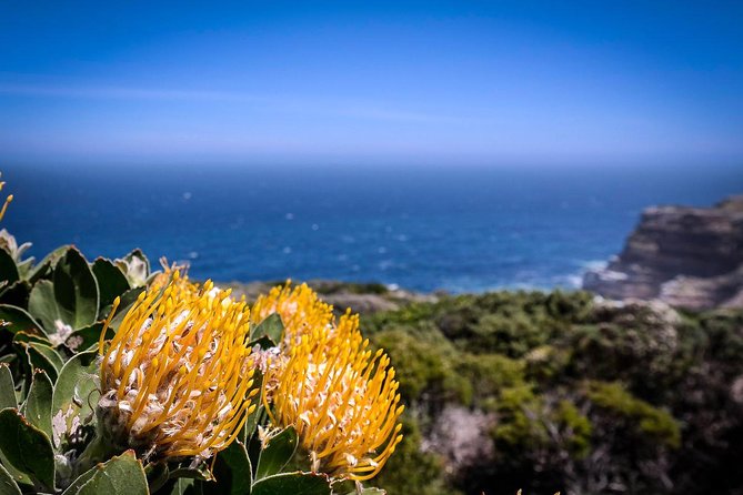 1 Day Cape Point Explore With Boulders Penguins Small Group Tour - Cancellation Policy