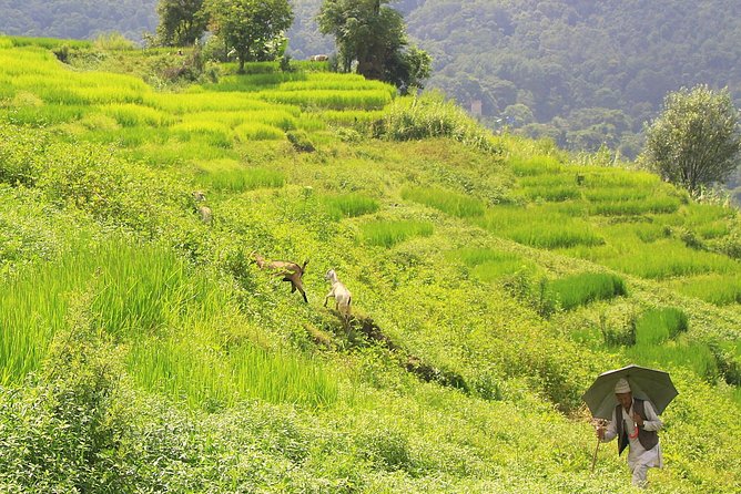 1 Day Hike to Phulchwoki Hill (Kathmandu Valley) - Common questions