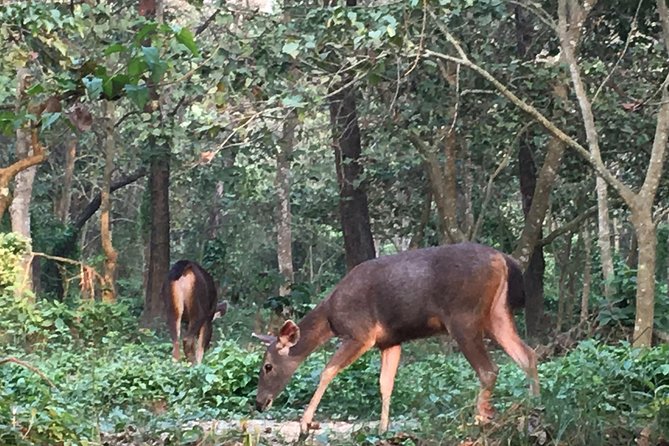 1 Night 2 Days Chitwan Jungle Safari Tour From Pokhara - Support and Contact Details