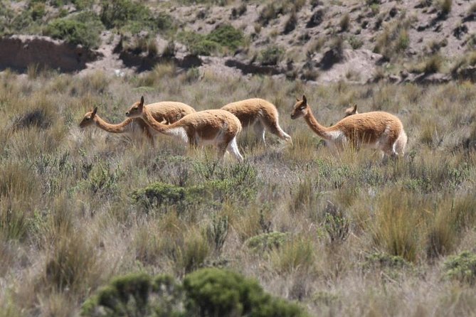 2 Day - Colca Canyon and Condor Tour From Arequipa, Peru - Group Service - Common questions