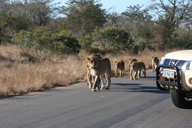 2-Day Safari Tour in Kruger National Park - Last Words