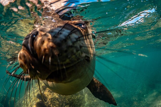 2 Dives in the Cabo Marine Park - Meeting and Pickup Information