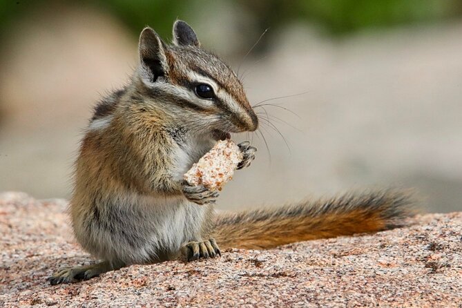 3/4 Day Rocky Mountain NP "Mountain to SkyBear Lake Rd" Tour - RMNPhotographer - Destination and Accessibility Information