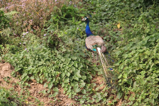 3-Day Chitwan National Park Jungle Safari Tour Package With Pick up - Safety and Health Guidelines