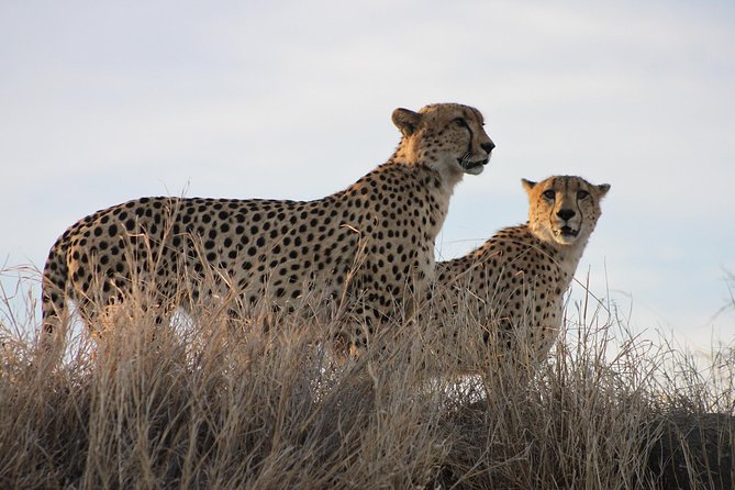 3 Day Kruger National Park Tour - Common questions