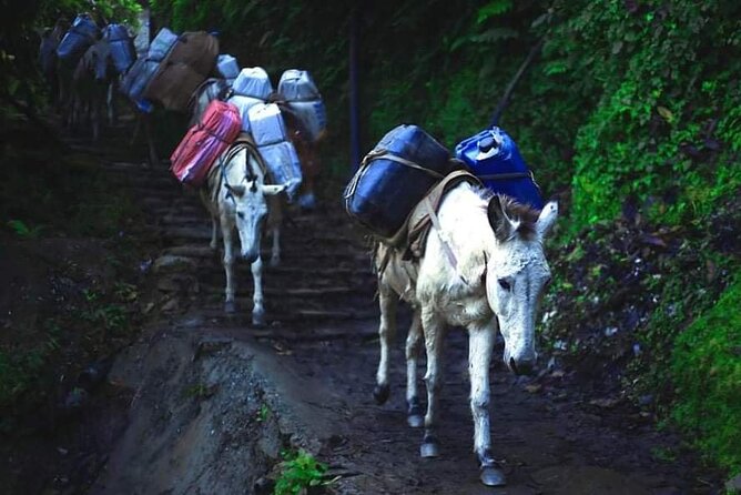 3 Days 2 Nights Poon Hill Trekking - Last Words