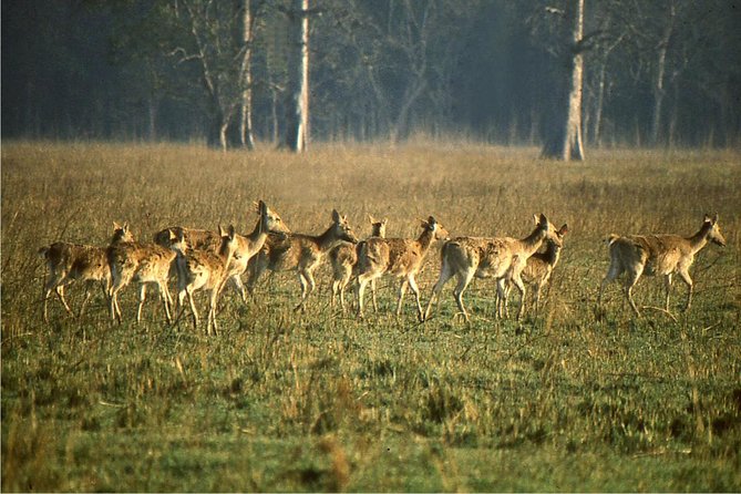 3 Days Koshi Tappu Wildlife Reserve Tour From Kathmandu - Last Words