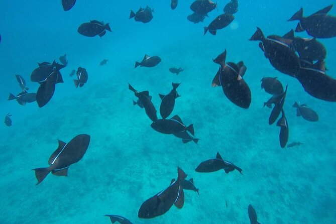 3 Hour Maalaea Luxury Snorkel Cruise Tour Exclusive to 6 Guests - Crew Professionalism and Knowledge