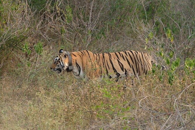 3-Hour Private Safari in Sariska Tiger Reserve - Traveler Resources Available