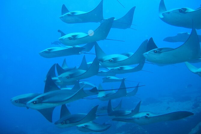 3 Tank Combo Cabo Reserve & Corridor, Certified Divers With MANTA - Common questions