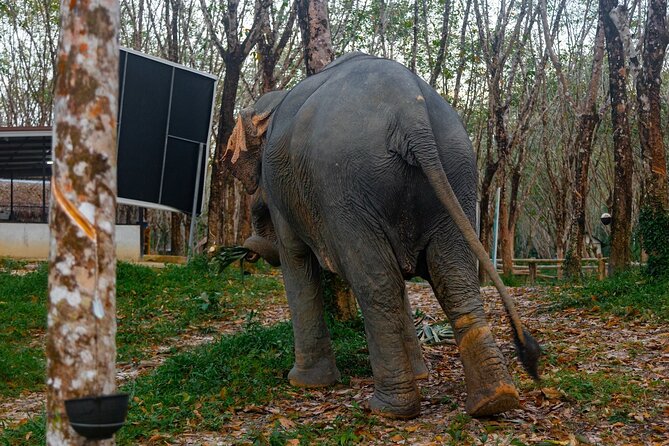 30-Minutes Guided Tour & Transfer to Khaolak Elephant Sanctuary - Questions?