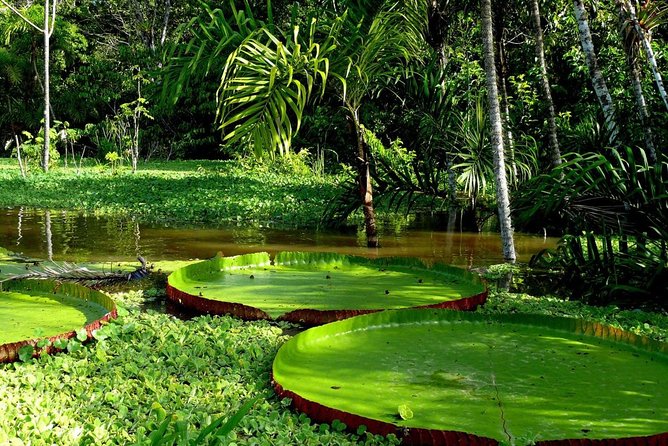 4-Day Amazon Jungle Tour at Eco Amazonia Lodge - Last Words