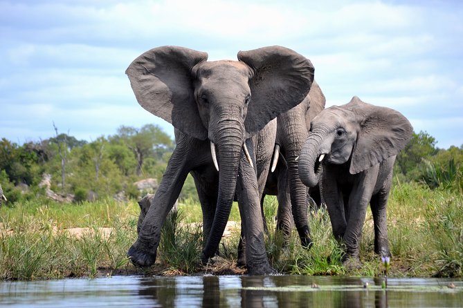 4-Day Kruger National Park Safari From Johannesburg - Customer Reviews and Ratings