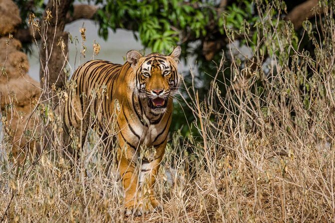 4-Day Private Ranthambhore Tiger Tour Including Delhi, Agra and Jaipur - Detailed Itinerary Day 1