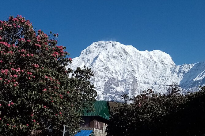 4 Days Amazing Trekking From Pokhara-Ghorepani Poon Hill - Common questions