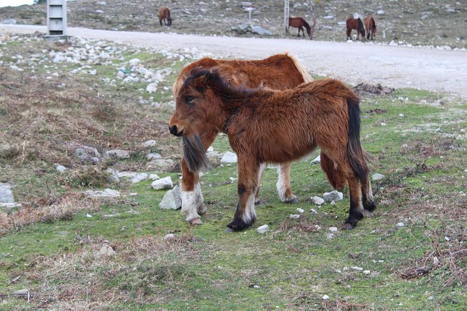 4X4 Tour - Discovering Serra D Arga - Tour Exclusions