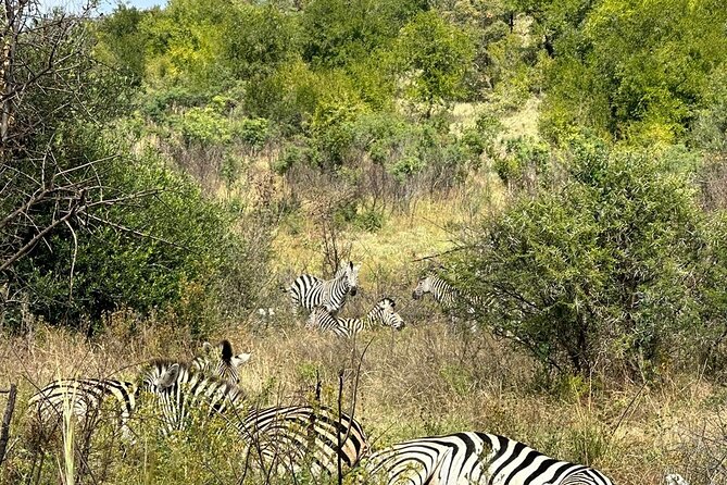 6 Hours Ultimate Pilanesberg Open Vehicle Day Tour - Common questions