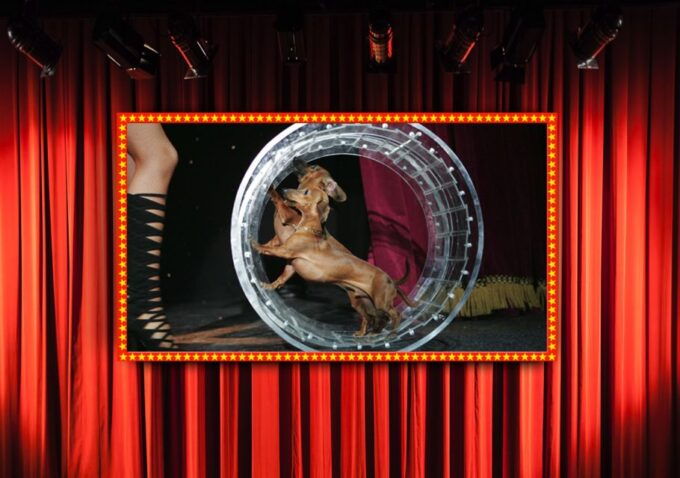 75-Minute Popovich Comedy Pet Theater in Las Vegas - Logistics