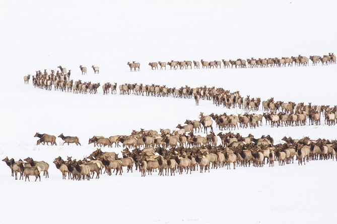 8 Hour Combination Snowshoe & Wildlife Viewing in Grand Teton National Park - Pricing and Booking Details