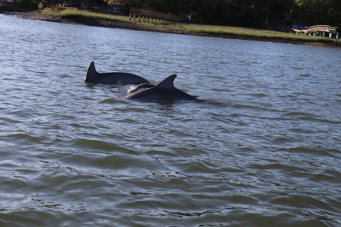 90 Minute Tour to See Dolphins in Hilton Head Island - Capacity and Restrictions