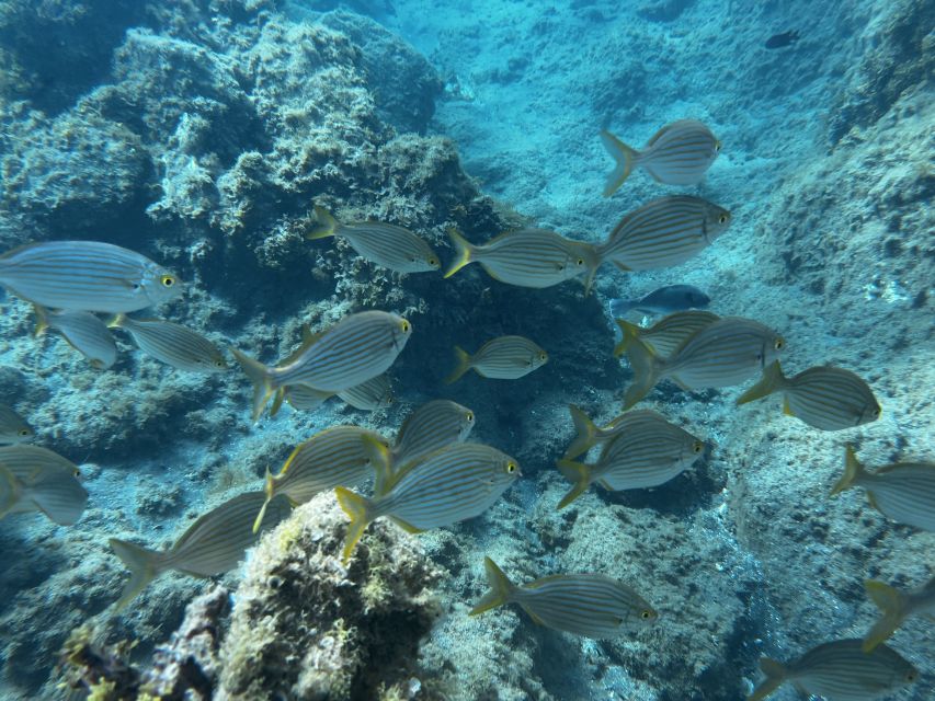 Abades: Guided Snorkeling Tour With Photos - Experience Highlights