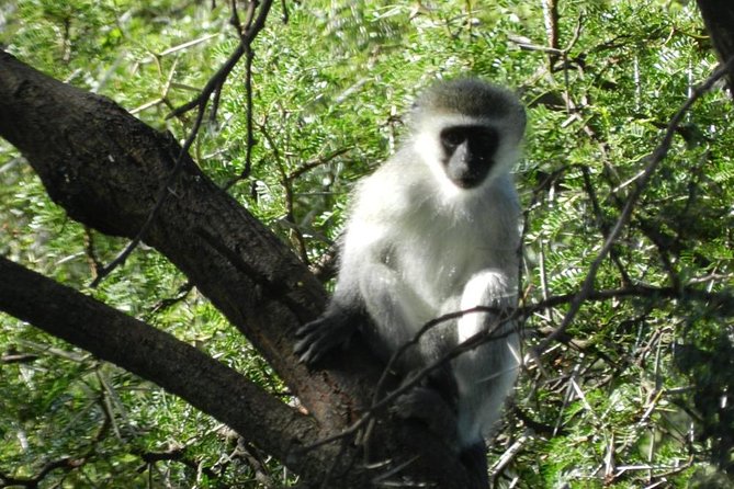 Addo Elephant National Park From Port Elizabeth - FD01 - Visitor Testimonials