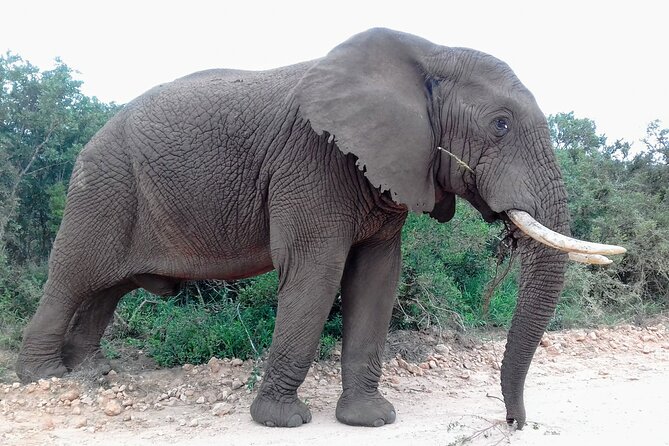 Addo Elephant National Park Full Day Safari - Additional Information