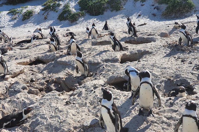 African Penguins (Boulders Beach) Half Day Tour From Cape Town - Reviews and Feedback