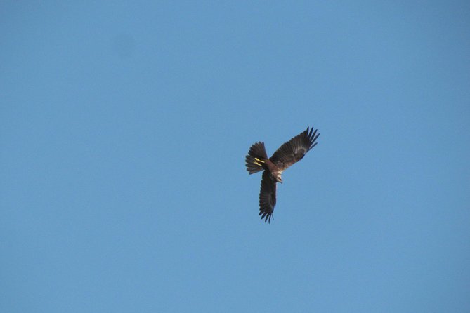 Afternoon Birdwatching at Lagoa Dos Salgados - Nearby Attractions and Amenities