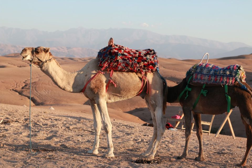 Agadir: Sunset Camel Ride With Dinner - Hotel Pick-Up