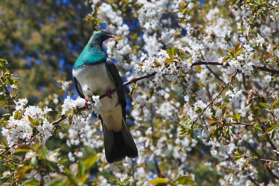 Akaroa: Pohatu Penguins Scenic Nature 2-Hour or 4-Hour Tour - Location Details