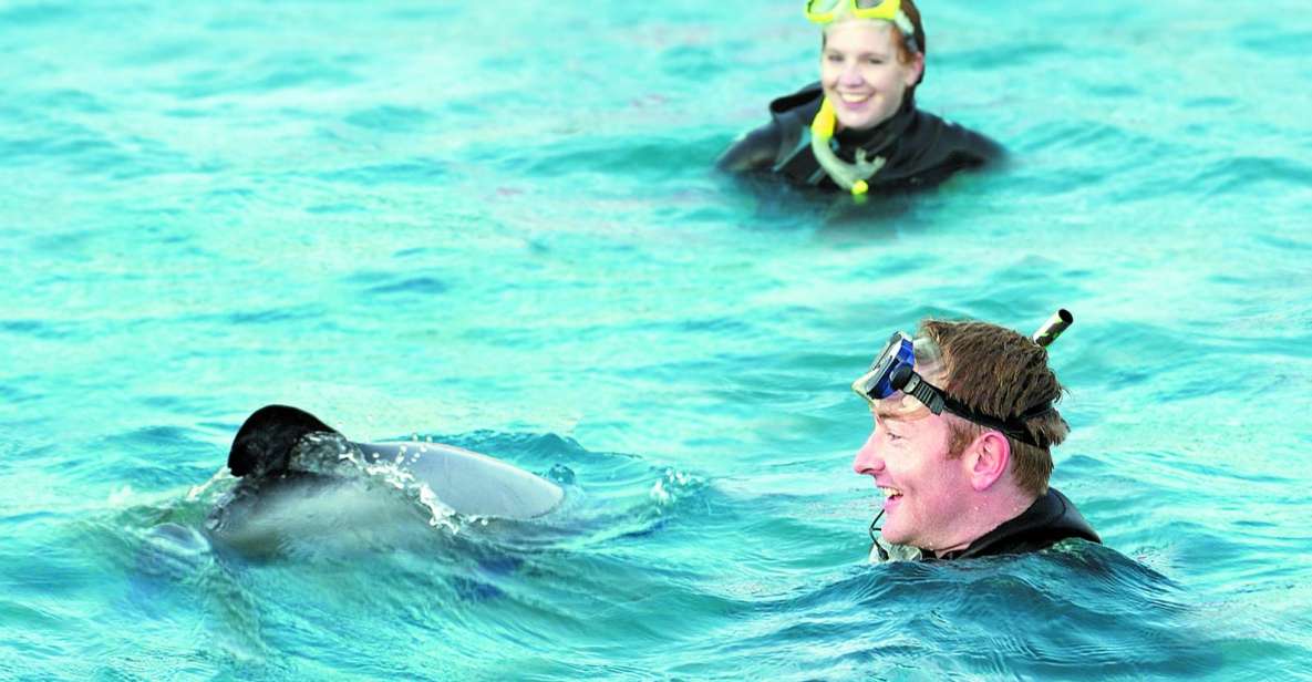 Akaroa: Swimming With Wild Dolphins 3-Hour Experience - Details of Swimming With Dolphins