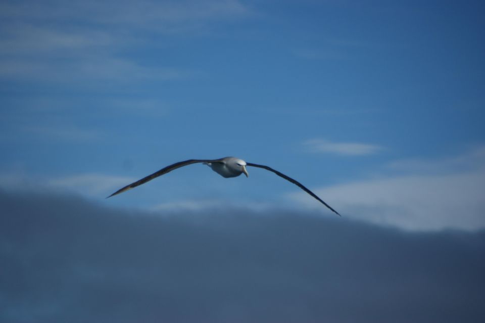 Akaroa: Wildlife Sailing Cruise With Dolphins and Penguins - Directions