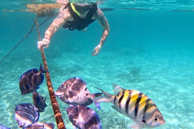 Akumal; Snorkeling and Photos With Turtles - Confirmation and Accessibility