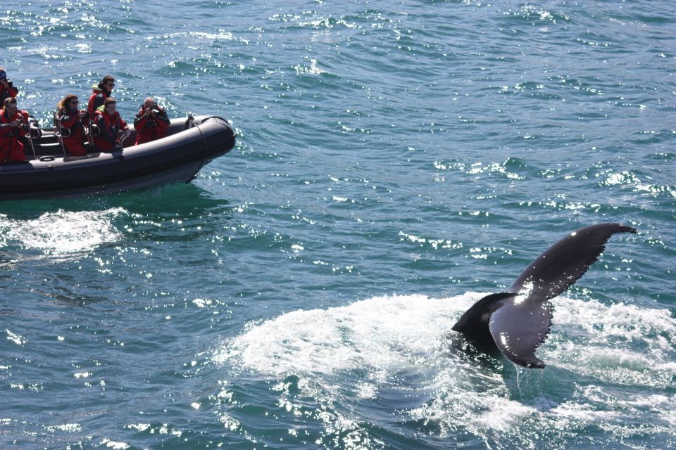 Akureyri: 2–Hour Whale Watching Express by RIB Speedboat - Customer Reviews