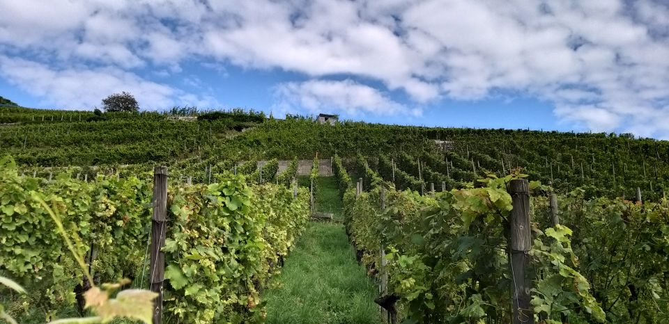 Alsace: Private Wine Tour - Participant Information