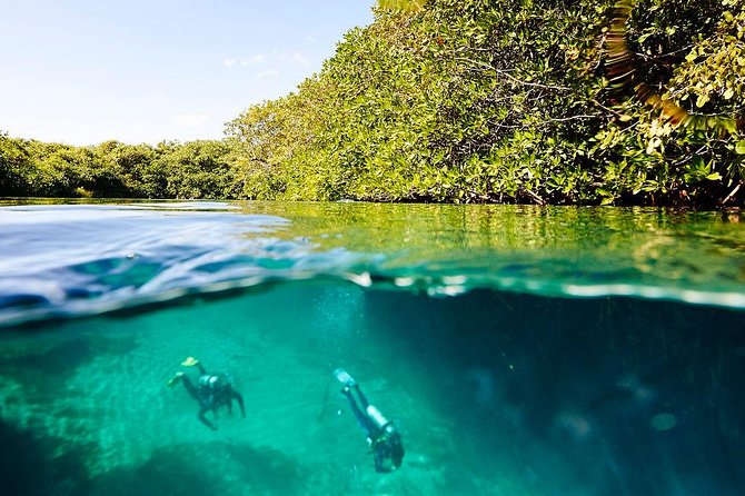 Amazing Beginner Dive in Tulum Cenote (Or Refresher Dive) - Customer Reviews and Recommendations