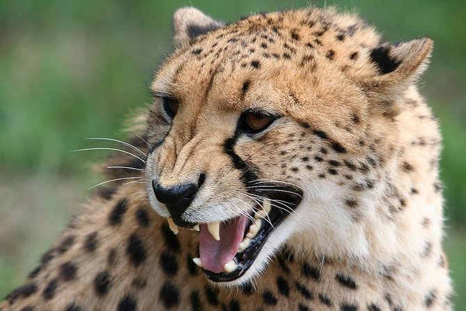 Ann Van Dyk Cheetah Centre Half-Day Tour From Johannesburg - Transportation Details