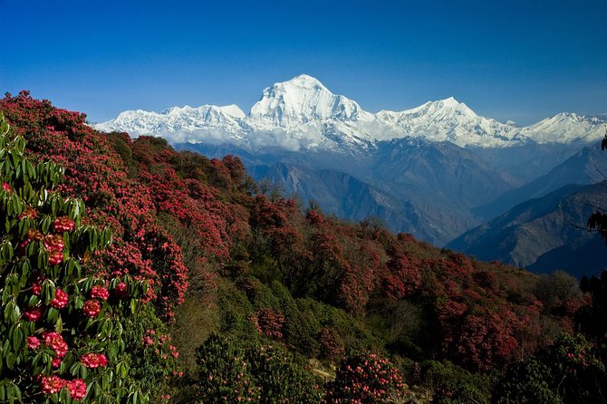 Annapurna View Short Trek - Common questions