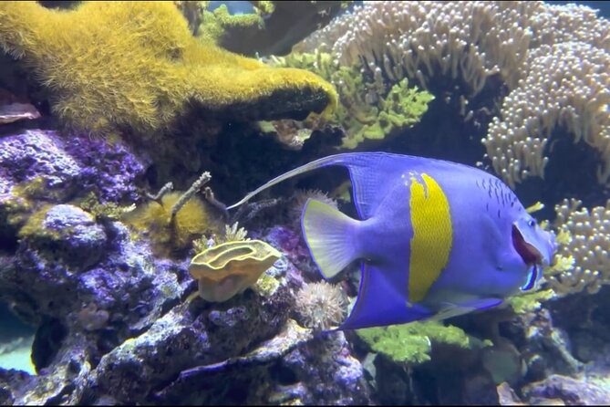 Aquarium of Genoa Reserved Entrance - Ticket Acquisition Process